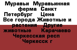 Муравьи, Муравьинная ферма. Санкт-Петербург. › Цена ­ 550 - Все города Животные и растения » Другие животные   . Карачаево-Черкесская респ.,Черкесск г.